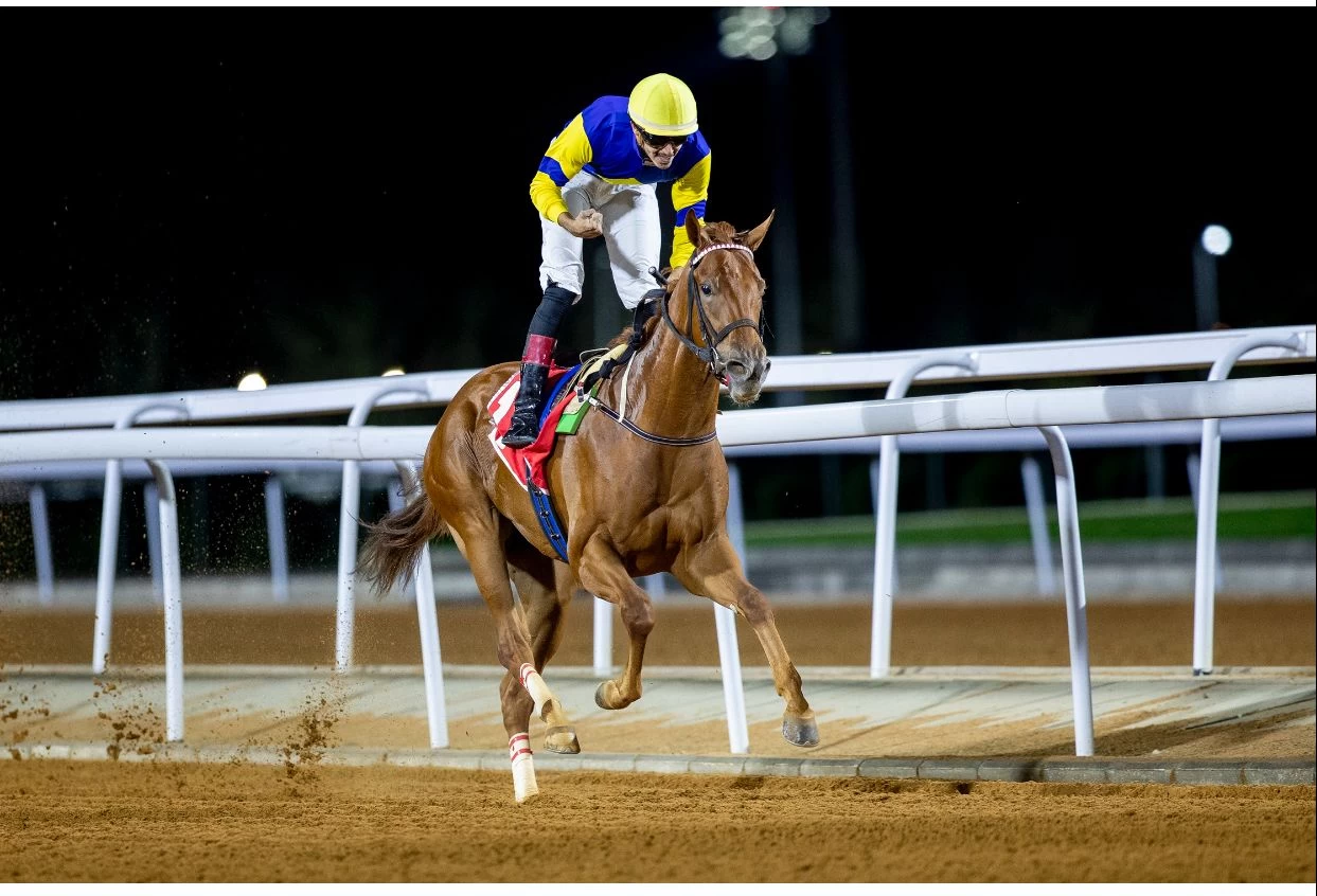 المهر : الكويت الفائز العام الماضي بشوط مساهمة نادي سباقات الخيل لمهور السنتين بقيادة الخيال فهد الفريدي