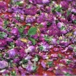 "الورد المديني" موردٌ اقتصادي يوفّر فرصًا واعدة للاستثمار واستدامة الإنتاج المحلي