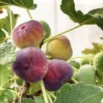 التين في جازان.. ثروة زراعية وفرص تحويلية تعزّز القيمة الاقتصادية