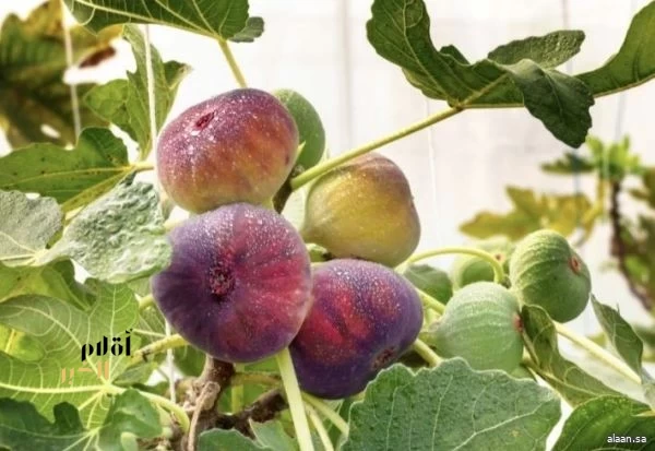 التين في جازان.. ثروة زراعية وفرص تحويلية تعزّز القيمة الاقتصادية