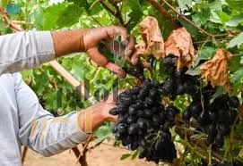 51 هكتارًا من مزارع عنب الباحة.. طيبُ مذاق ونتاج سنوي يصل إلى 772 طنًّا