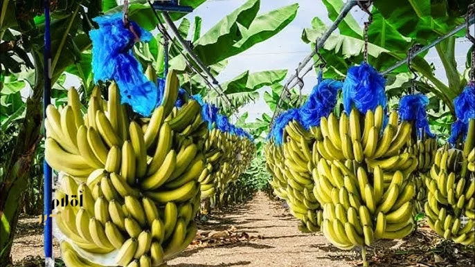 زراعة الموز في جازان.. إنتاج متنامٍ يعزّز الاستدامة ويدعم الاقتصاد المحلي