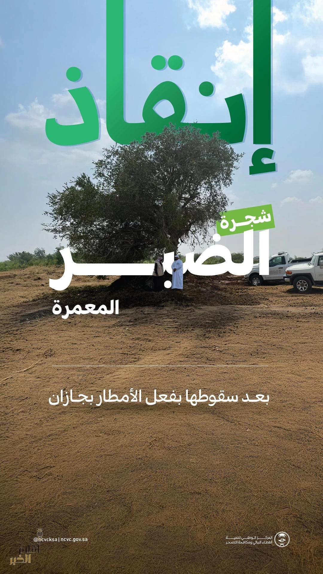 "مركز الغطاء النباتي" يُنقِّذ شجرة "ضبر" معمرة بجازان