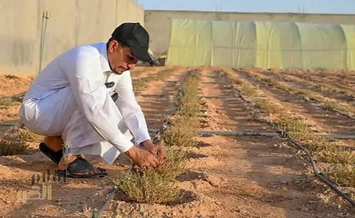 "الغطاء النباتي" يعلن فتح المجال للاستثمار في الزعتر البري بالحدود الشمالية
