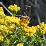 جهود حكومية لتعزيز تربية النحل وإنتاج العسل في عسير