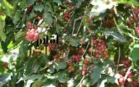 محصول البن في عسير يتجاوز 82 ألف كيلو ويتوسع زراعيًا