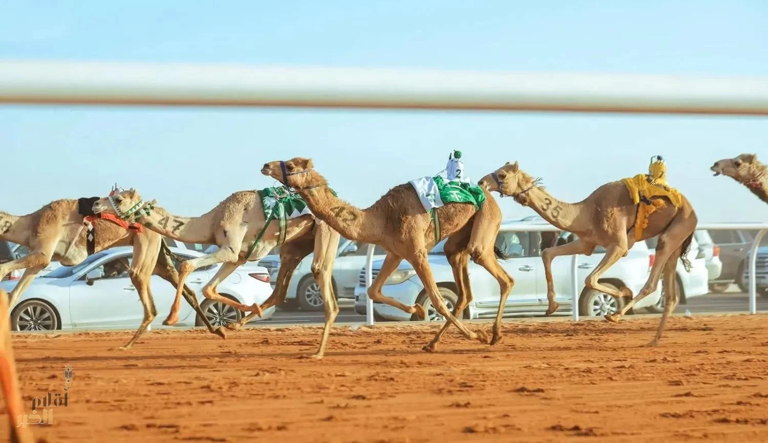 مهرجان خادم الحرمين الشريفين للهجن 2025 ينطلق بنسخته الثانية بمزيج من التراث والأنشطة الترفيهية