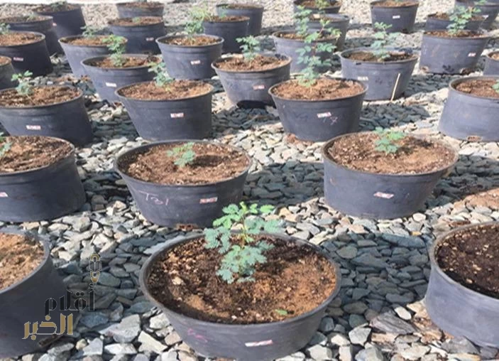 خبير منظمة (الفاو) الوطني ينجح مع باحثان من جامعة الملك عبد العزيز في تحسين إنبات بذور شجرة السمر ومقاومتها للجفاف