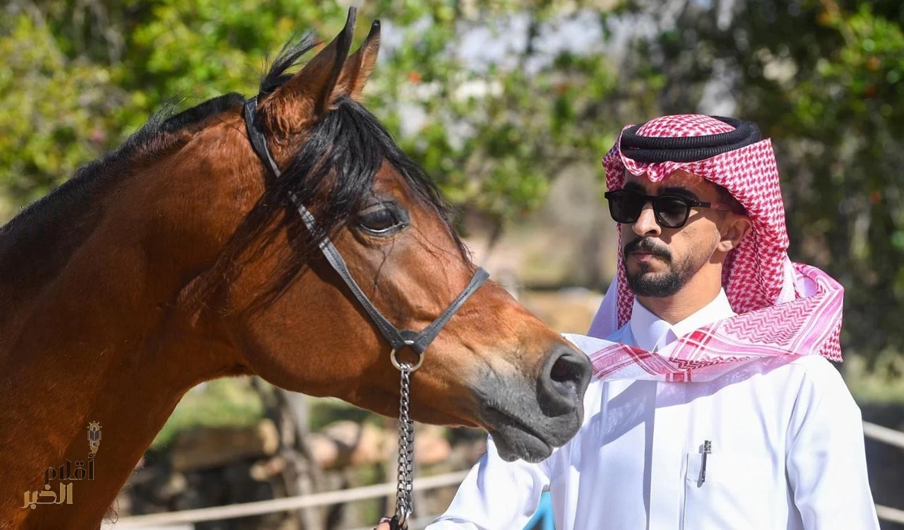 الخيل العربيًة الأصيلة تستهوي عشاقها من الشباب بالطائف