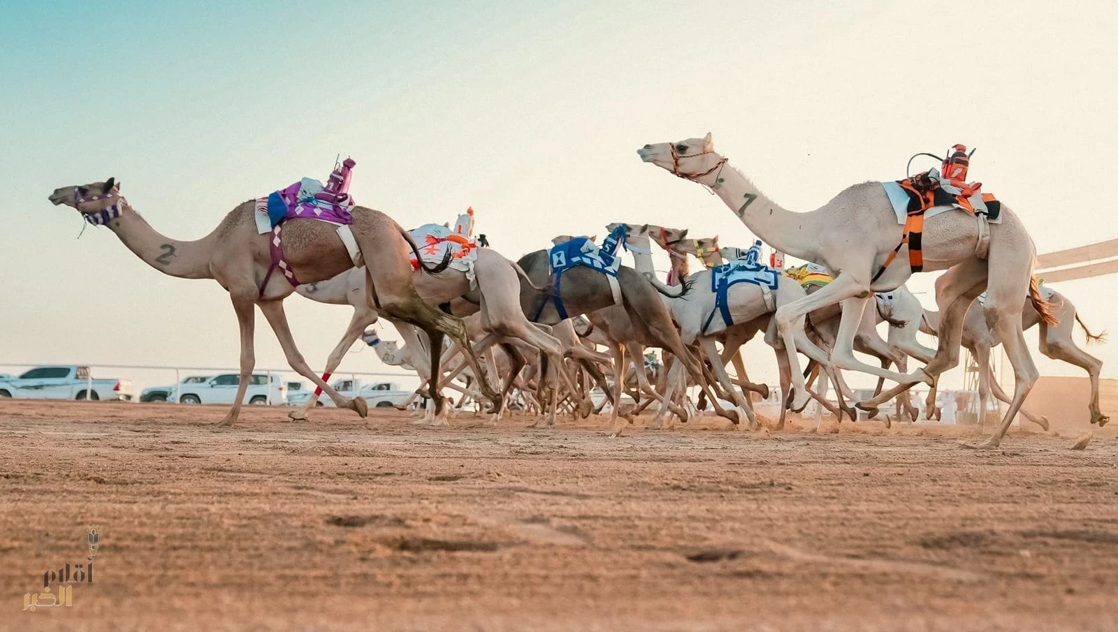 انطلاق سباقات موسم الطائف للهجن بـ639 شوطًا وجوائز تفوق 7.5 مليون ريال