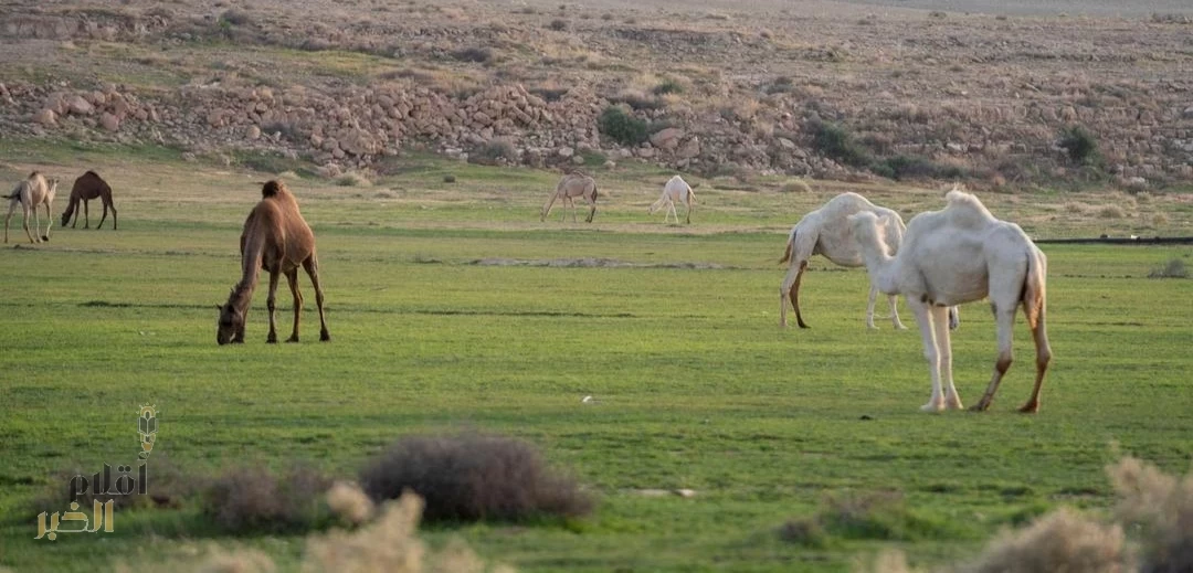 "الغطاء النباتي" يُطلق مبادرة للسماح بالرعي في عدد من مناطق المملكة