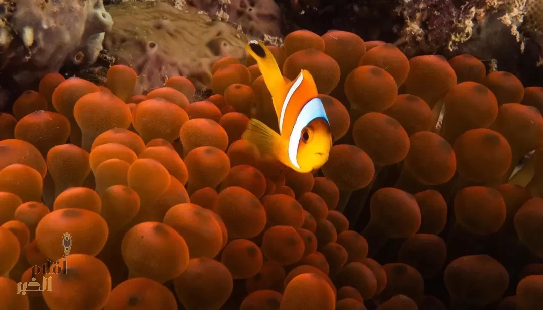 ما البحر المصنَّف مركزًا رئيسًا للتنوع الأحيائي؟