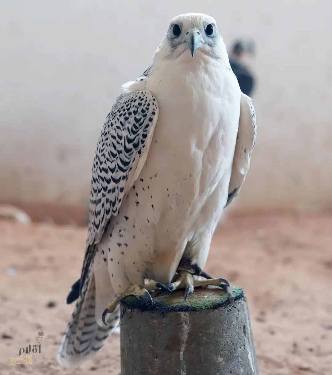 "مركز الحياة الفطرية" بالتعاون مع نادي الصقور السعودي يطلق مبادرة تصحيح أوضاع الصقور بالمملكة