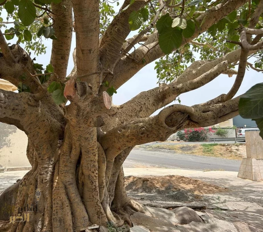 "الغطاء النباتي" يحصر أكثر من 550 موقعًا للأشجار المعمّرة