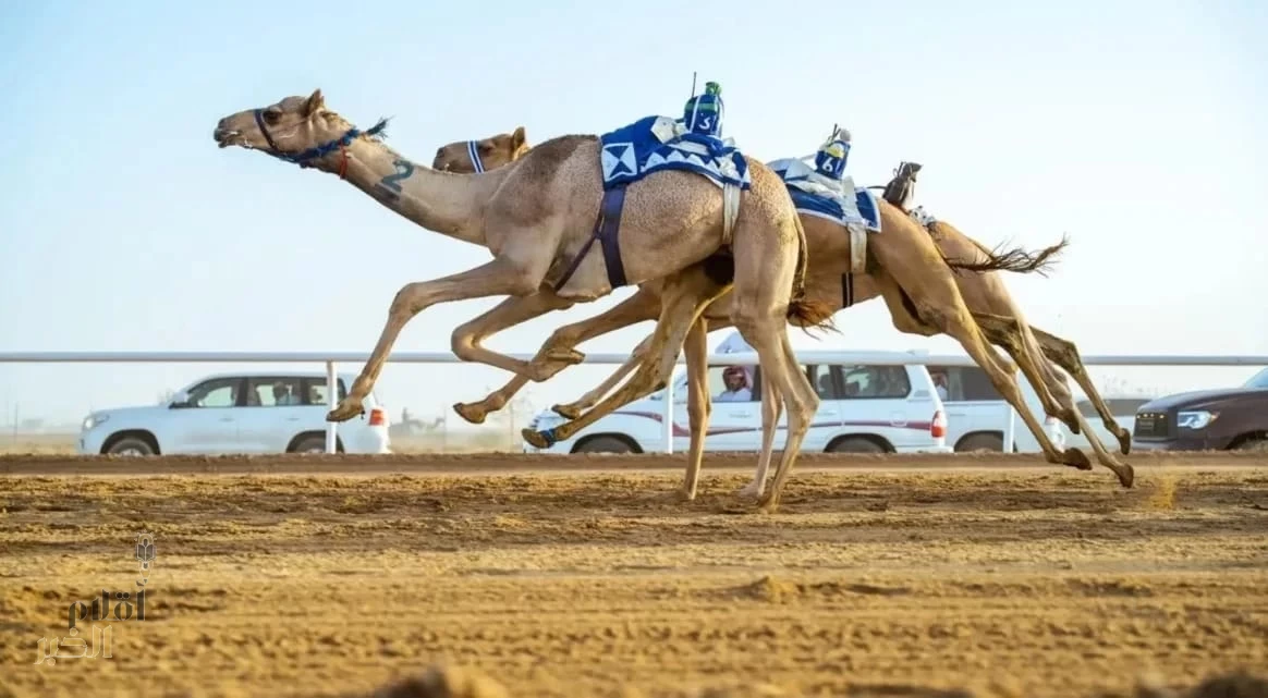ميدان الهجن بنجران يعلن نتائج سباق "الجذاع فما فوق"