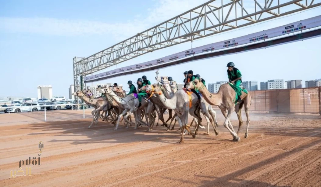 حائل تستعد لانطلاق كأس الاتحاد السعودي للهجن