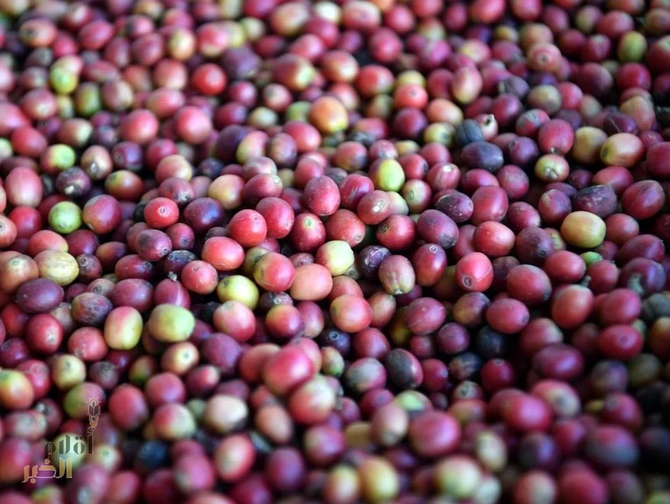 زراعة البن في جازان.. إرث متأصل ومستقبل مشرق