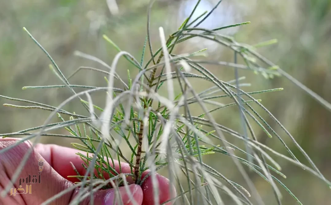 شجرة الأثل.. نبات مقاوم للعطش وسلاح للتصحر