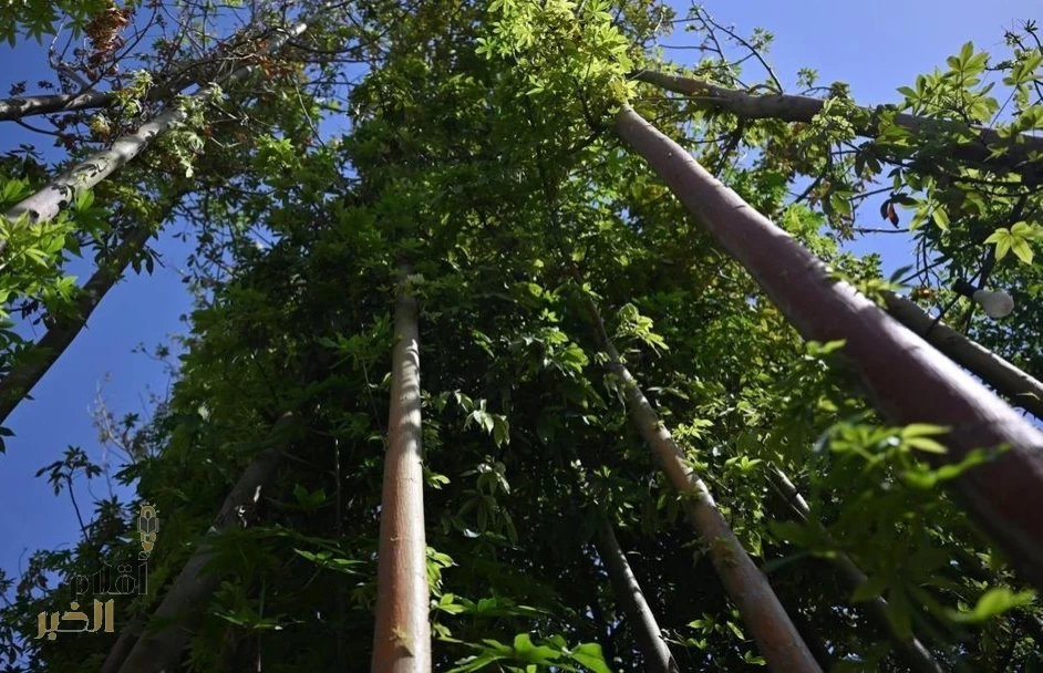 زراعة أكثر من 14 ألف شجرة وشتلة ضمن المرحلة الـ16 من مبادرة “أرض القصيم خضراء”