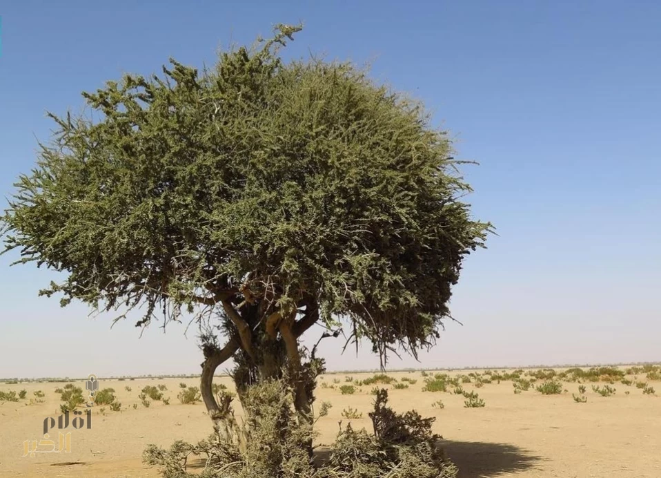 اكتشاف نادر لشجرة "السرح" في محمية الملك عبدالعزيز الملكية