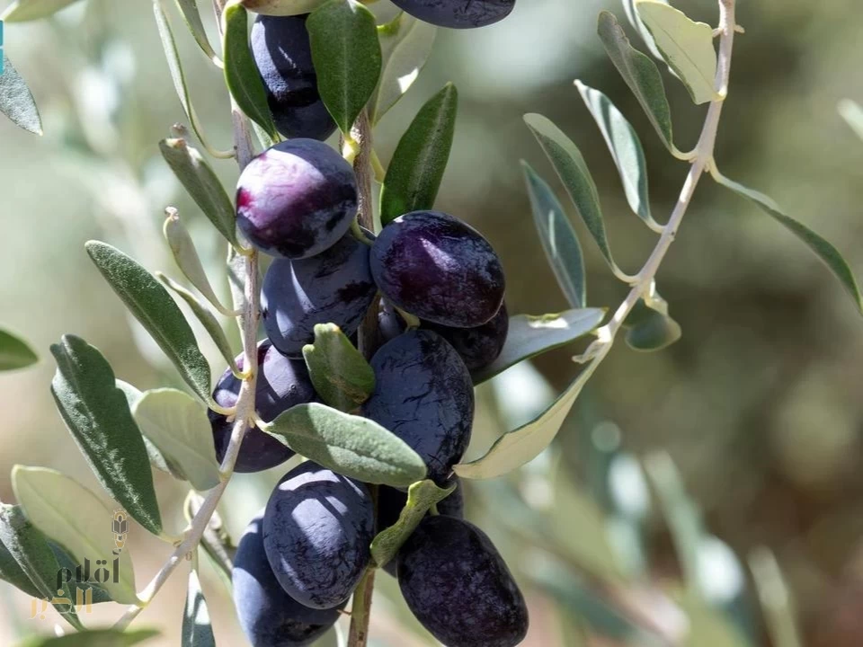 معاصر الزيتون بتبوك تبدأ باستقبال حصاد ما يزيد على مليون ونصف مليون شجرة زيتون بالمنطقة