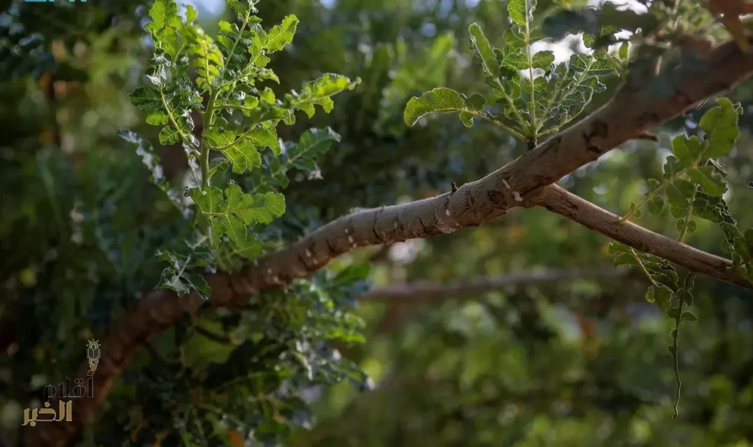 زراعة أشجار اللبان بنجران تعزز تنوع المنتجات الزراعية ذات القيمة الاقتصادية والبيئية