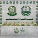 دوريات الأفواج الأمنية بمنطقة عسير تقبض على شخص لترويجه 12كلجم من القات المخدر