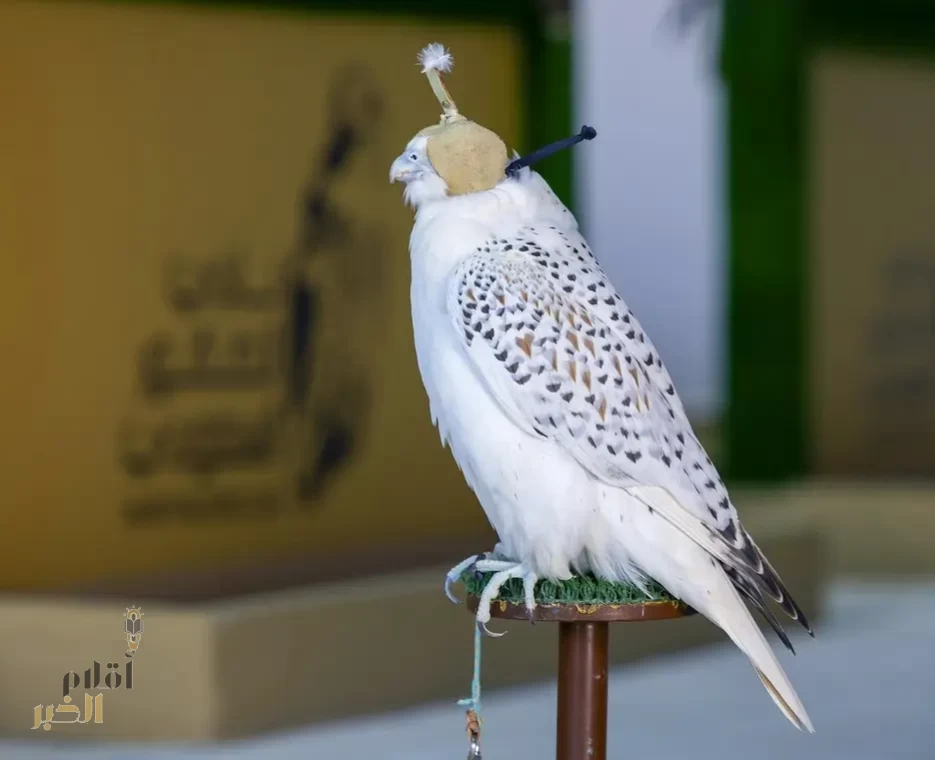 كأس نادي الصقور 2025.. يُمهِّد الطريق لمشاركة الصقارين في مهرجان الملك عبدالعزيز