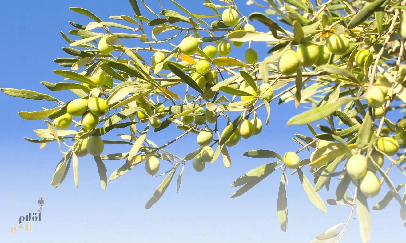 ارتفاع إنتاج المملكة إلى 351.6 ألف طن والجوف تحتضن نحو 18 مليون شجرة