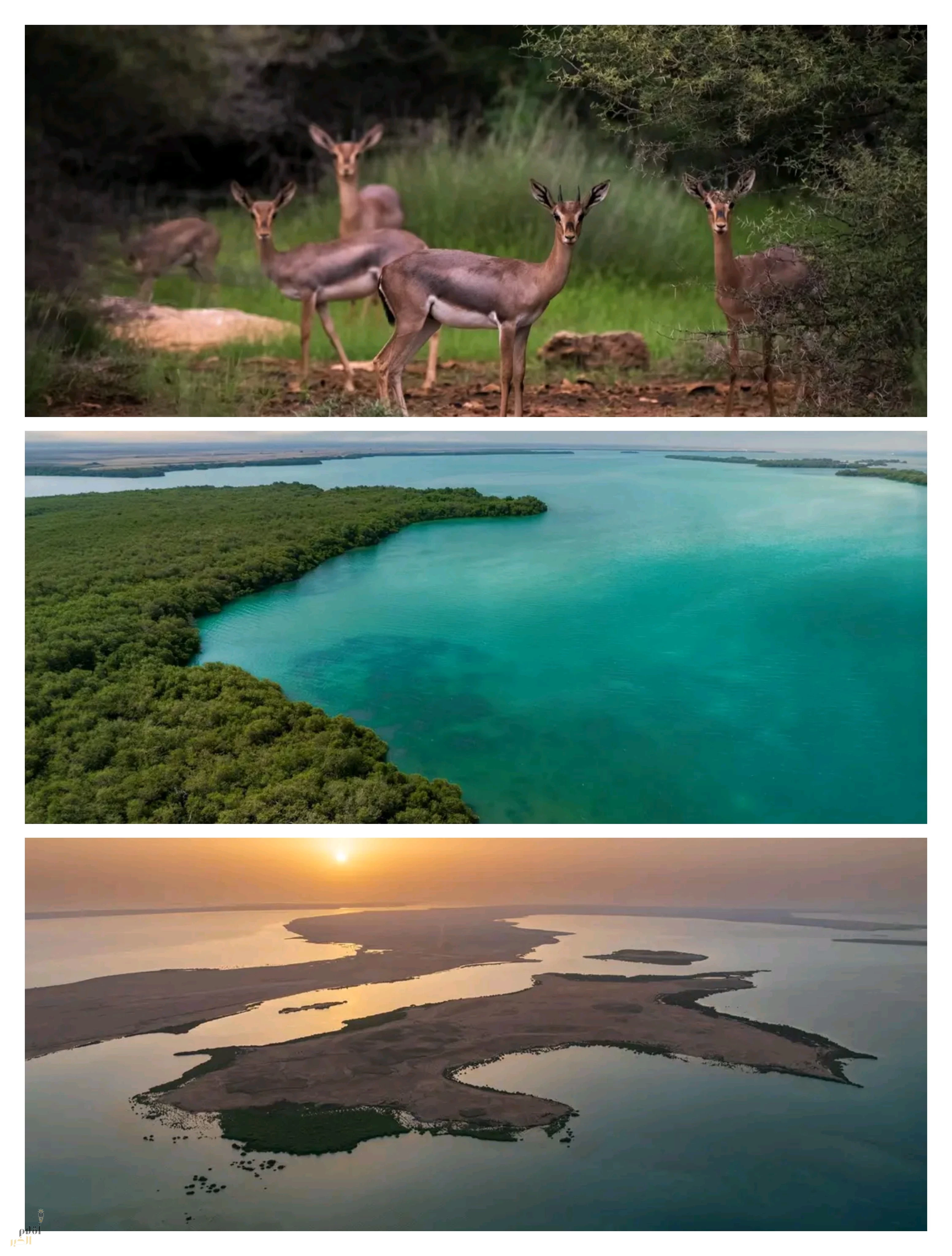 إدراج جزر فرسان في اتفاقية "رامسار"