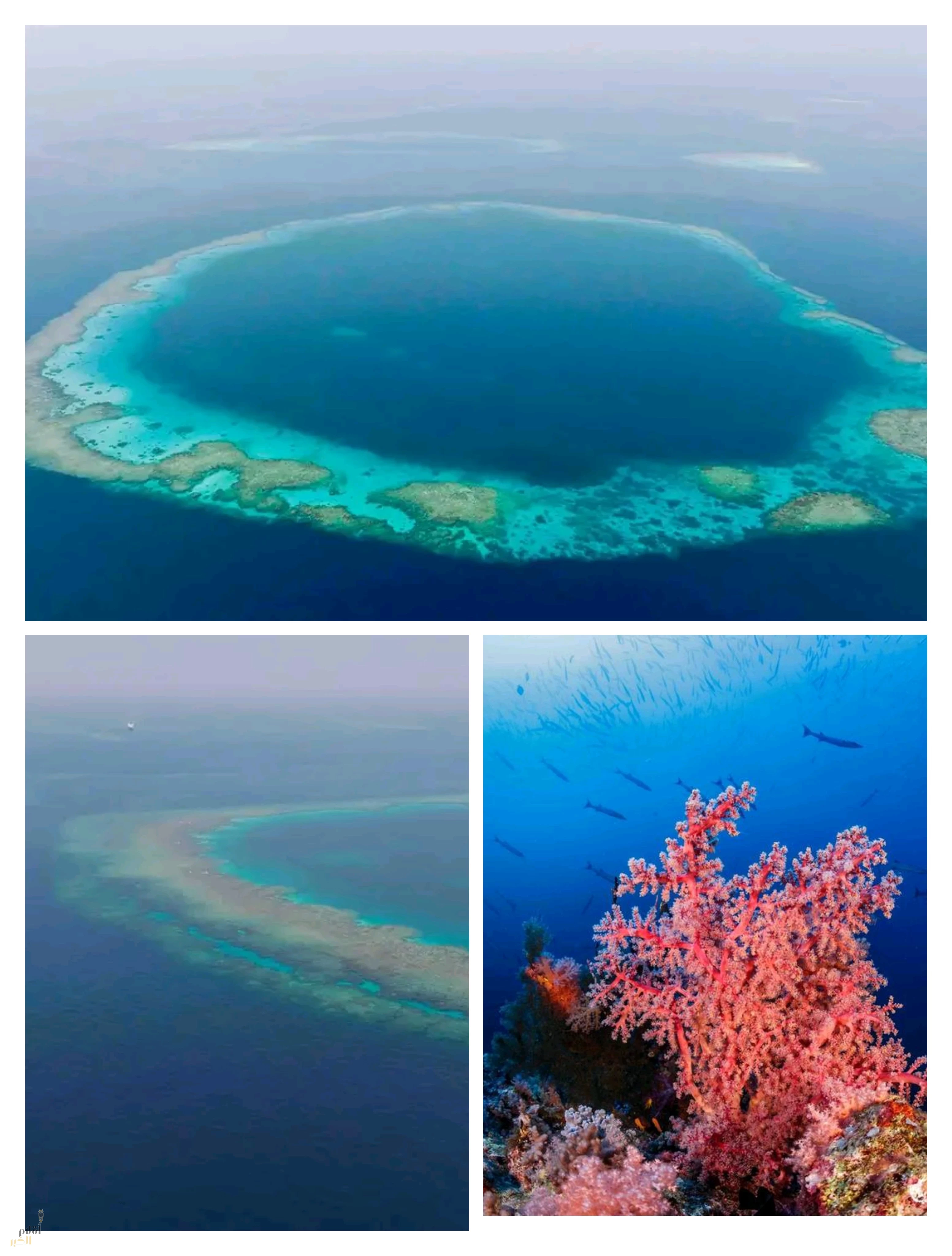 الثقوب الزرقاء في البحر الأحمر.. ظاهرة بحرية نادرة وموئل ذو قيمة بيئية عالية