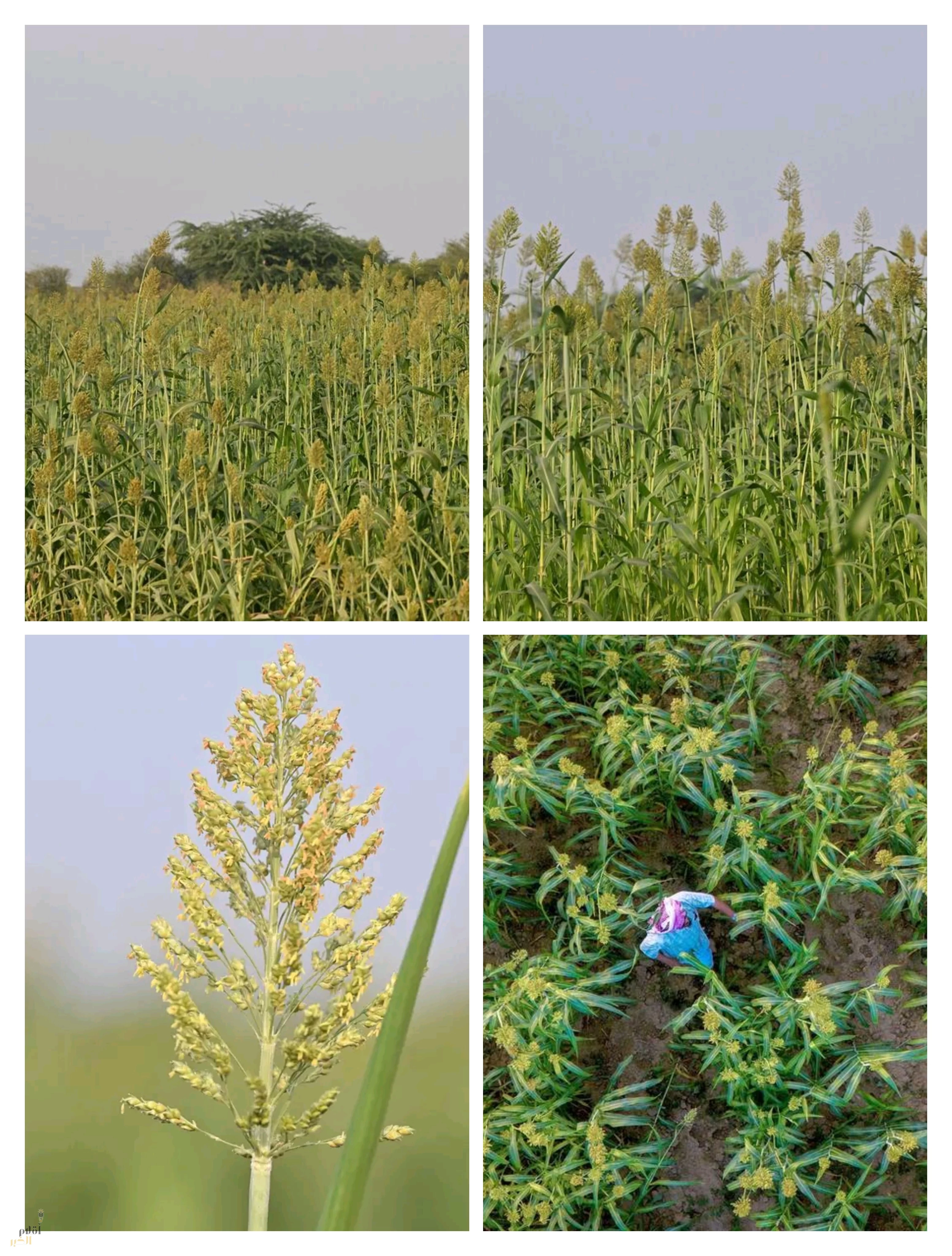 لغة الحقول في خريف جازان.. ذاكرةُ المزارعين وحكاياتُ القرى