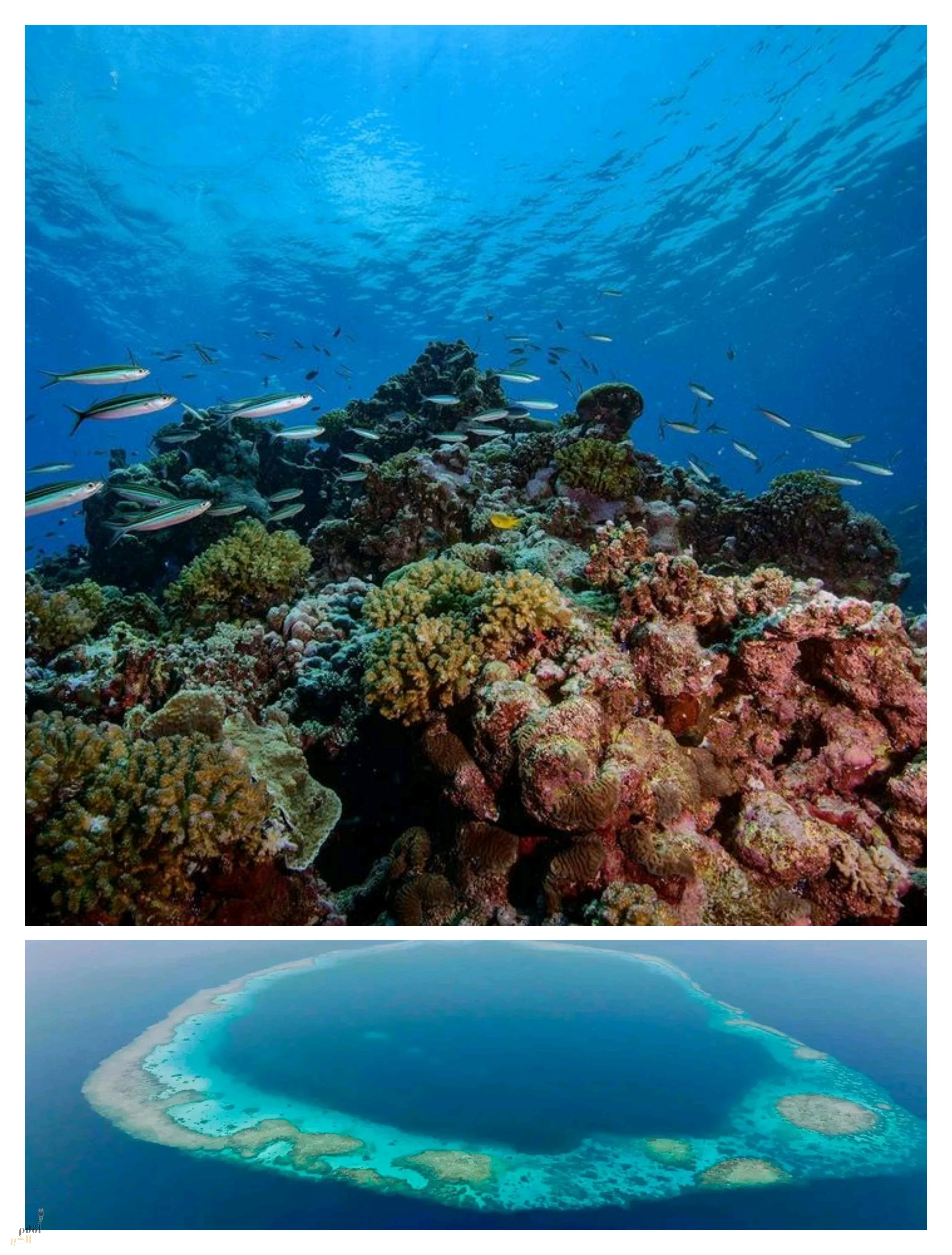 مركز الحياة الفطرية يطوّر منظومة التشغيل والحوكمة في محميتي الثقوب الزرقاء ورأس حاطبة