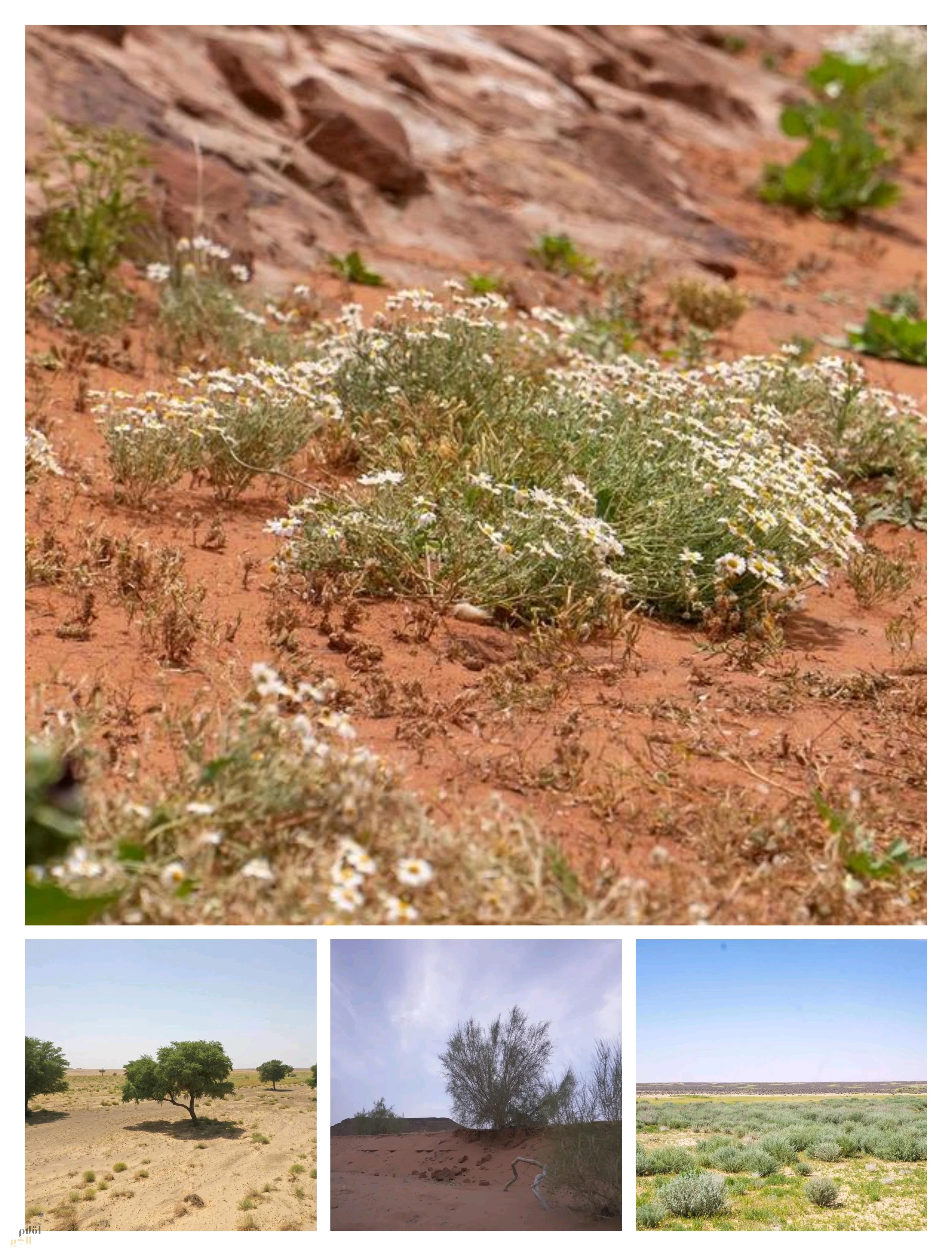 محمية الملك سلمان الملكية: تحسّن الغطاء النباتي يصنع التأثير الإيجابي على الكائنات الفطرية