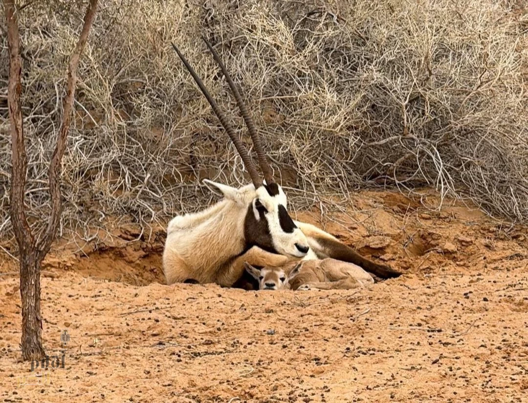 متنزه القصيم الوطني يشهد ولادة المها العربي للعام الثالث على التوالي