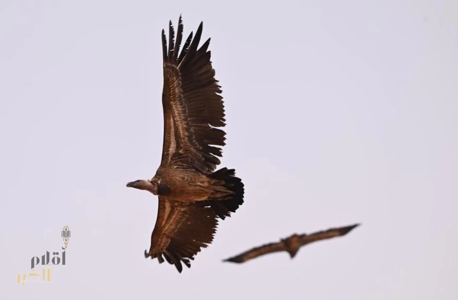 محمية الملك عبدالعزيز الملكية ترصد "نسر روبّل" المهدد بالانقراض لأول مرة في وسط وشرق المملكة