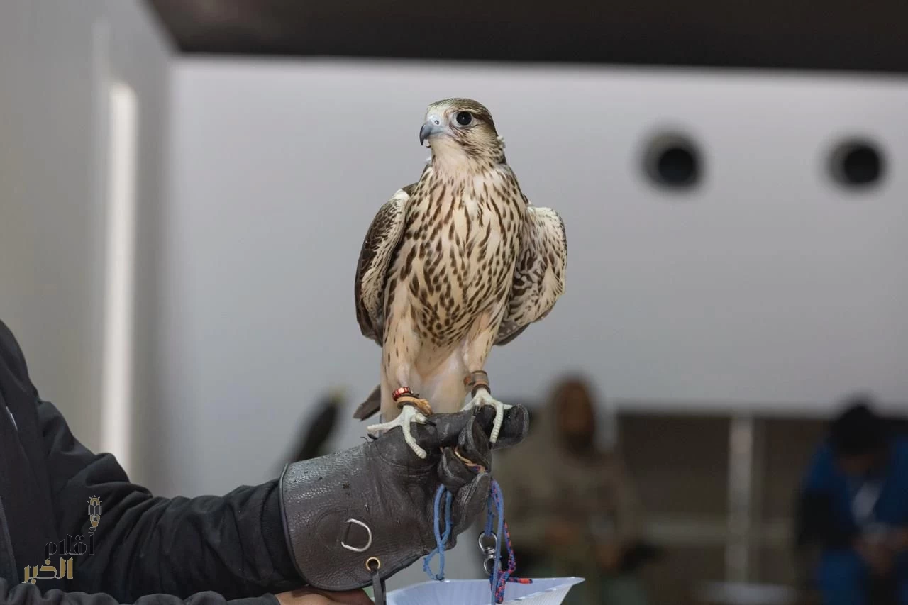 تتويج 12 صقار من نخبة المحليين بمهرجان الملك عبدالعزيز للصقور 2025