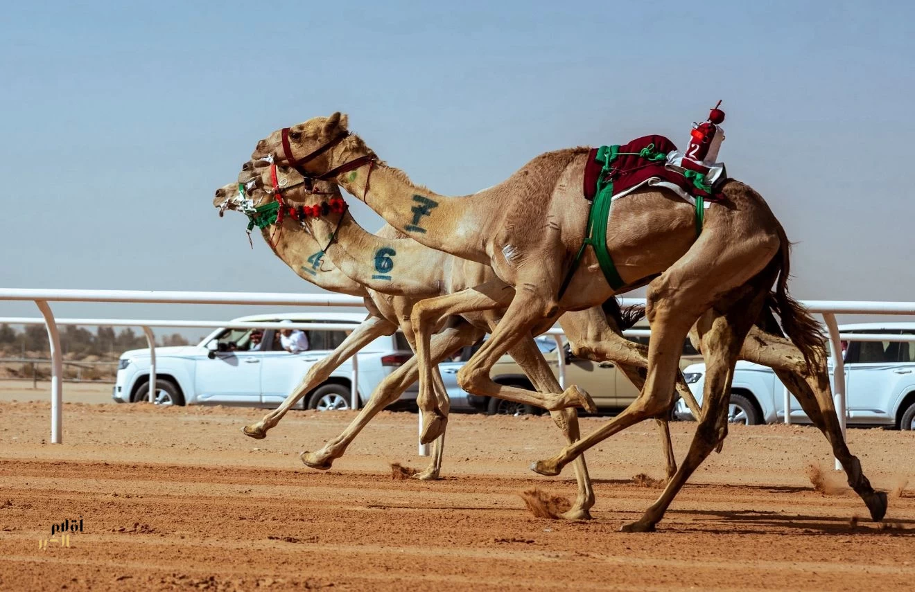 64 هجانًا وهجانة غدا في سباق "الراكب البشري" والجوائز 940 ألف ريال