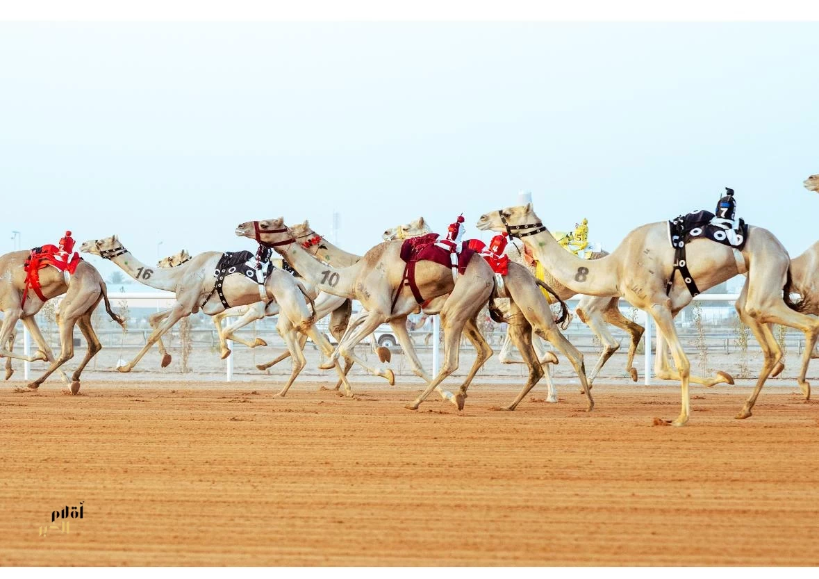 مهرجان خادم الحرمين الشريفين للهجن يتجاوز 21.6 ألف مطية