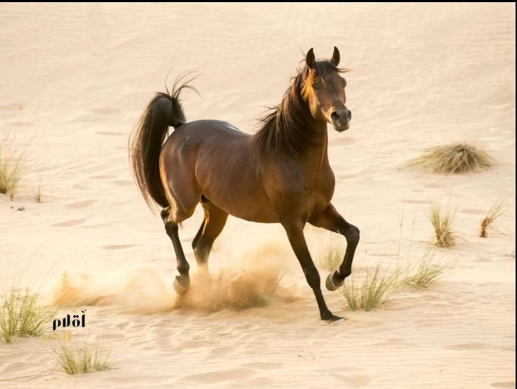 الخيل العربي يعكس عمق التراث السعودي
