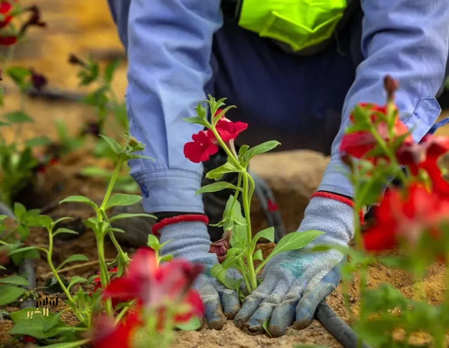 أمانة حائل تكثف أعمال التجميل استعدادًا لاستقبال عيد الفطر