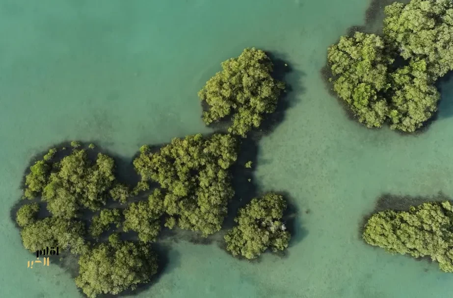 "البحر الأحمر الدولية" تنال شهادة "إيرث تشيك" العالمية للاستدامة