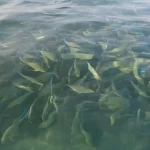 أسماك الحريد بجزر فرسان.. أسراب موسمية تُزيِّن المياه والطبيعة الساحرة