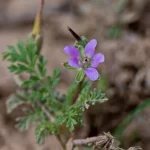 انتعاش الغطاء النباتي يُعيد "البختري" إلى صحراء الحدود الشمالية