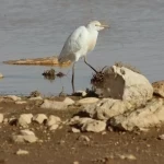 البلشون الأبيض يحضر في الموائل الرطبة بالحدود الشمالية