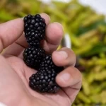 منطقة القصيم تشهد تحولًا في زراعة التوت ودورها في الأمن الغذائي