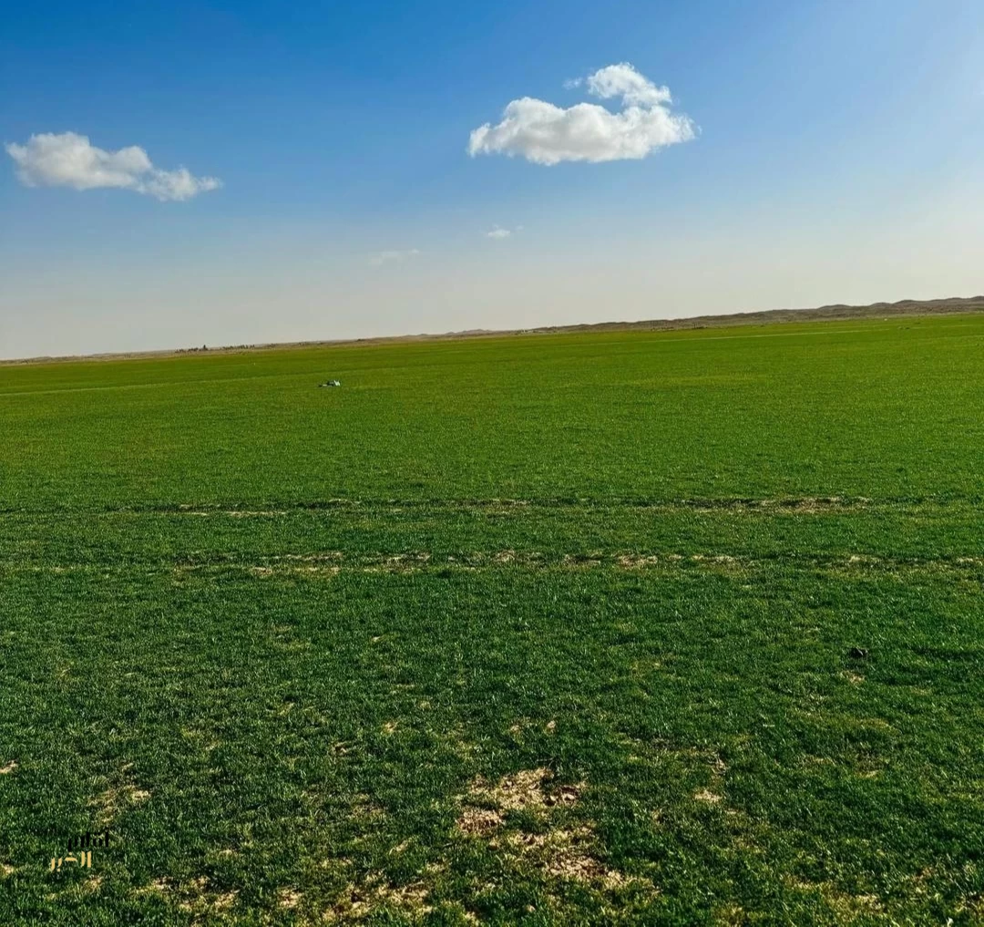 ربيع رفحاء يكسو البراري بالخضرة ويعزز جاذبيتها الطبيعية