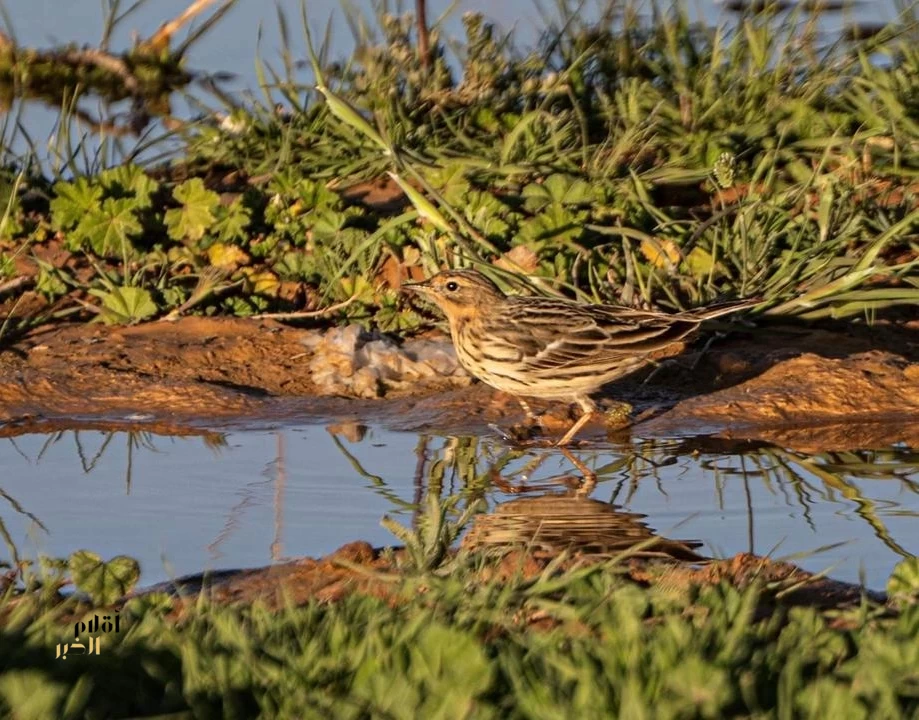 زائر رشيق يزين براري المملكة بتنوعه اللوني وسلوكه الحيوي