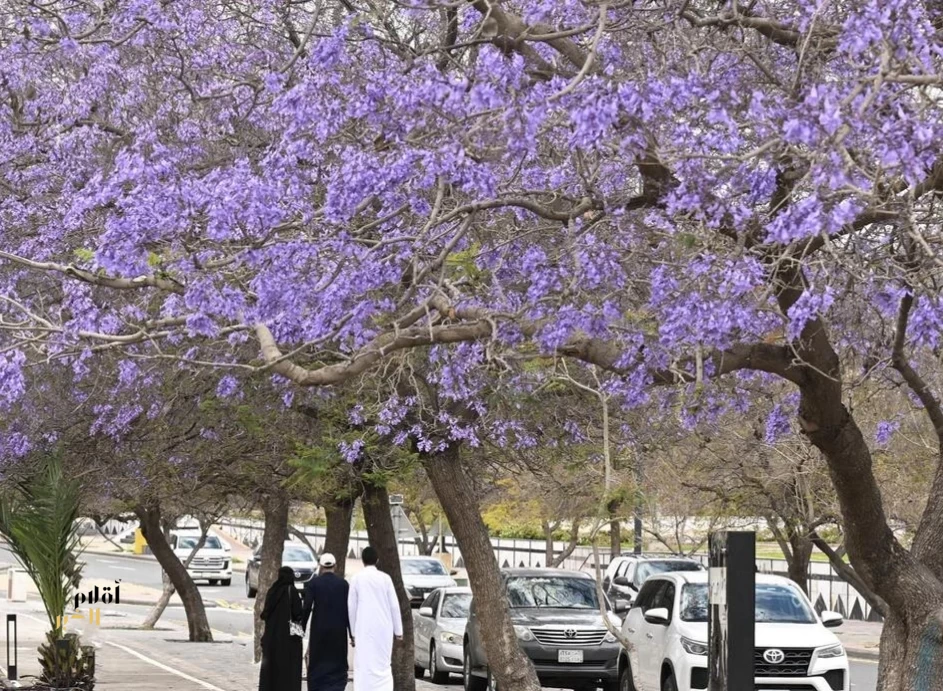 "الجاكرندا".. زهرة الربيع ورمز الجمال في أبها