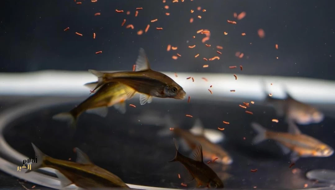 "مركز تنمية الحياة الفطرية" يُطلق أول برنامج لإكثار وإعادة توطين أسماك المياه العذبة بالتعاون مع "كاوست"